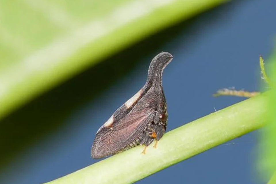 A teehopper, a tiny insect, is on a green plant.