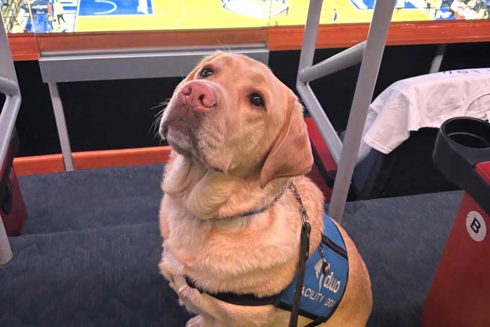 Duo Dog Woody sitting in the stands at the basketball game.